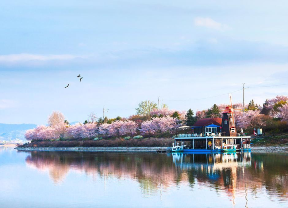 벚꽃 개화시기 2023