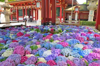 멀칭 필수 가이드 비닐 왕겨 볏짚 잡초 수분관리 효과_22