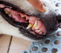 강아지 치주염 증상? 예방 및 관리 안 하면 생기는 일..