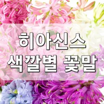 히아신스 꽃말 키우는법 꽃이 지고난 후 수경재배_6