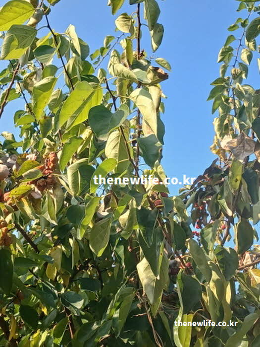 꾸지뽕 효능 gi 혈당지수 제철 시기