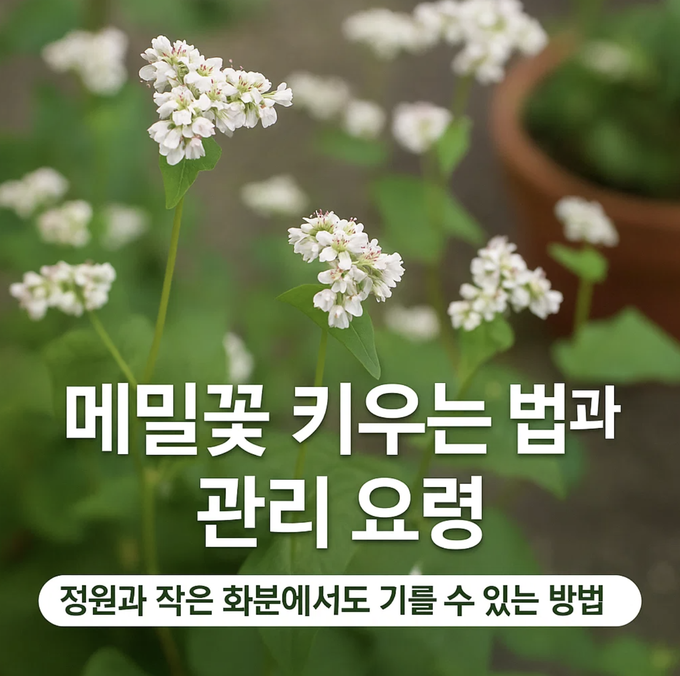 메밀꽃 키우는 법과 관리 요령, 정원과 작은 화분에서도 기를 수 있는 방법