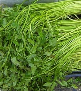 미나리 효능 부작용 고르는법 칼로리