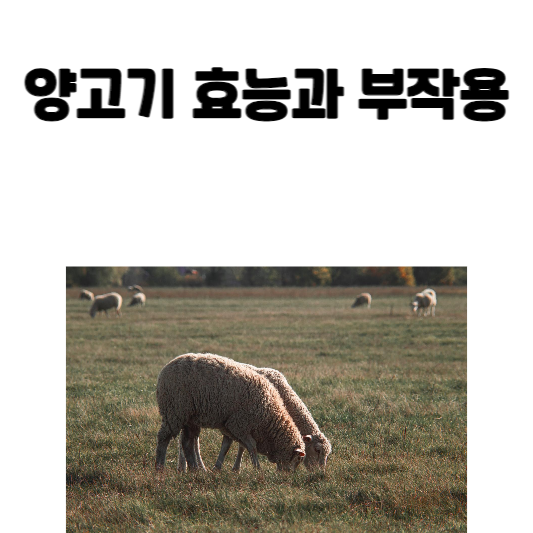 양고기 효능과 부작용
