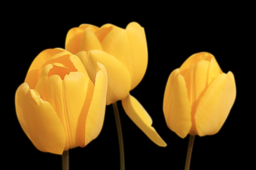 태안 세계 튤립 꽃박람회