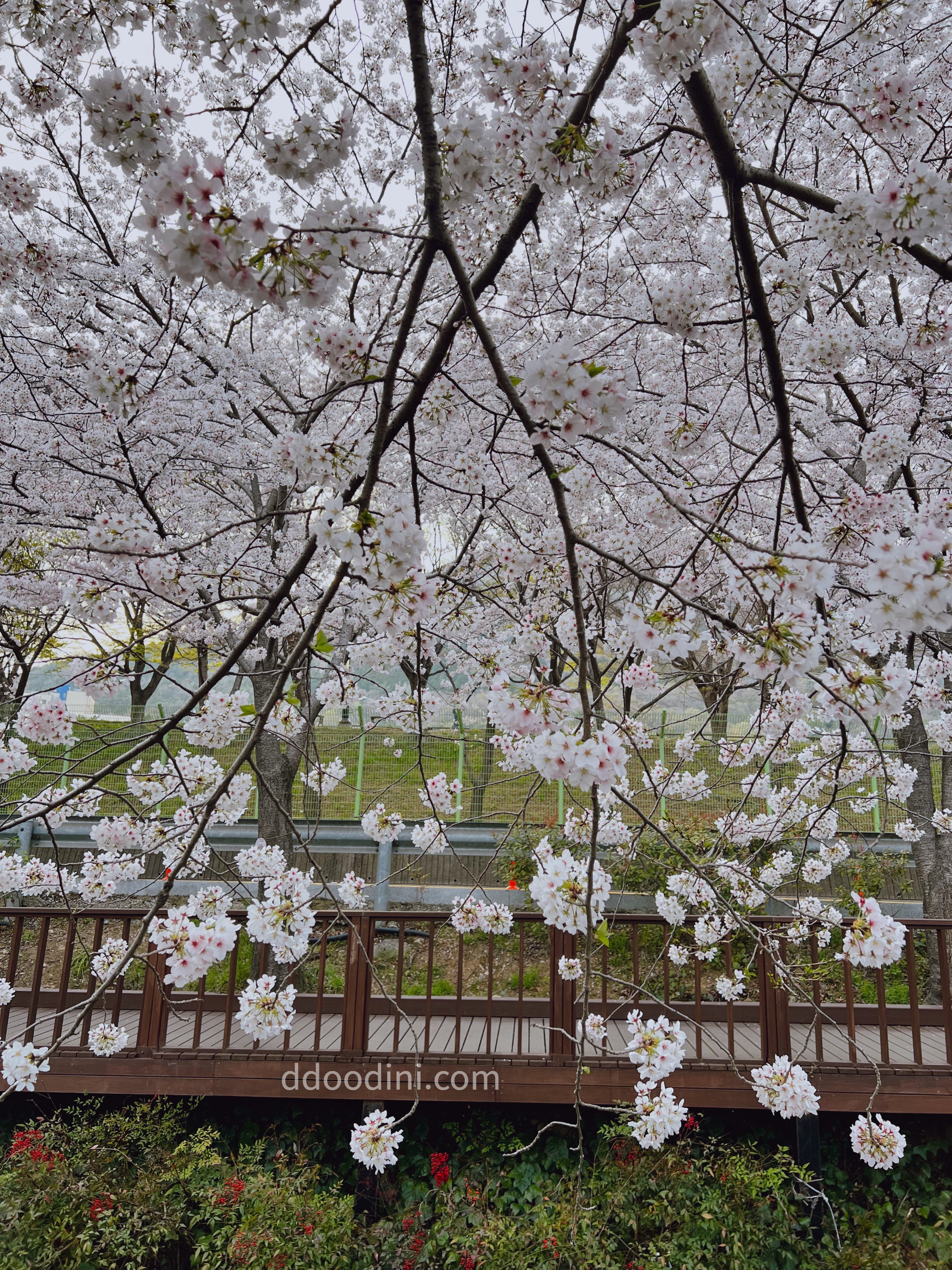 다강지로그 진해군항제 벚꽃사진
