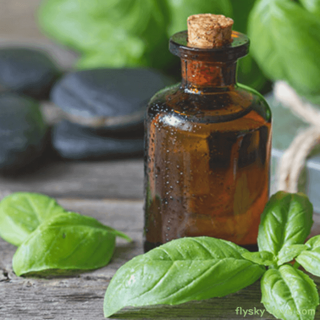 바질 (Basil), 바질 오일
