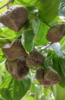 청양 미소농원 하늘마(열매마)