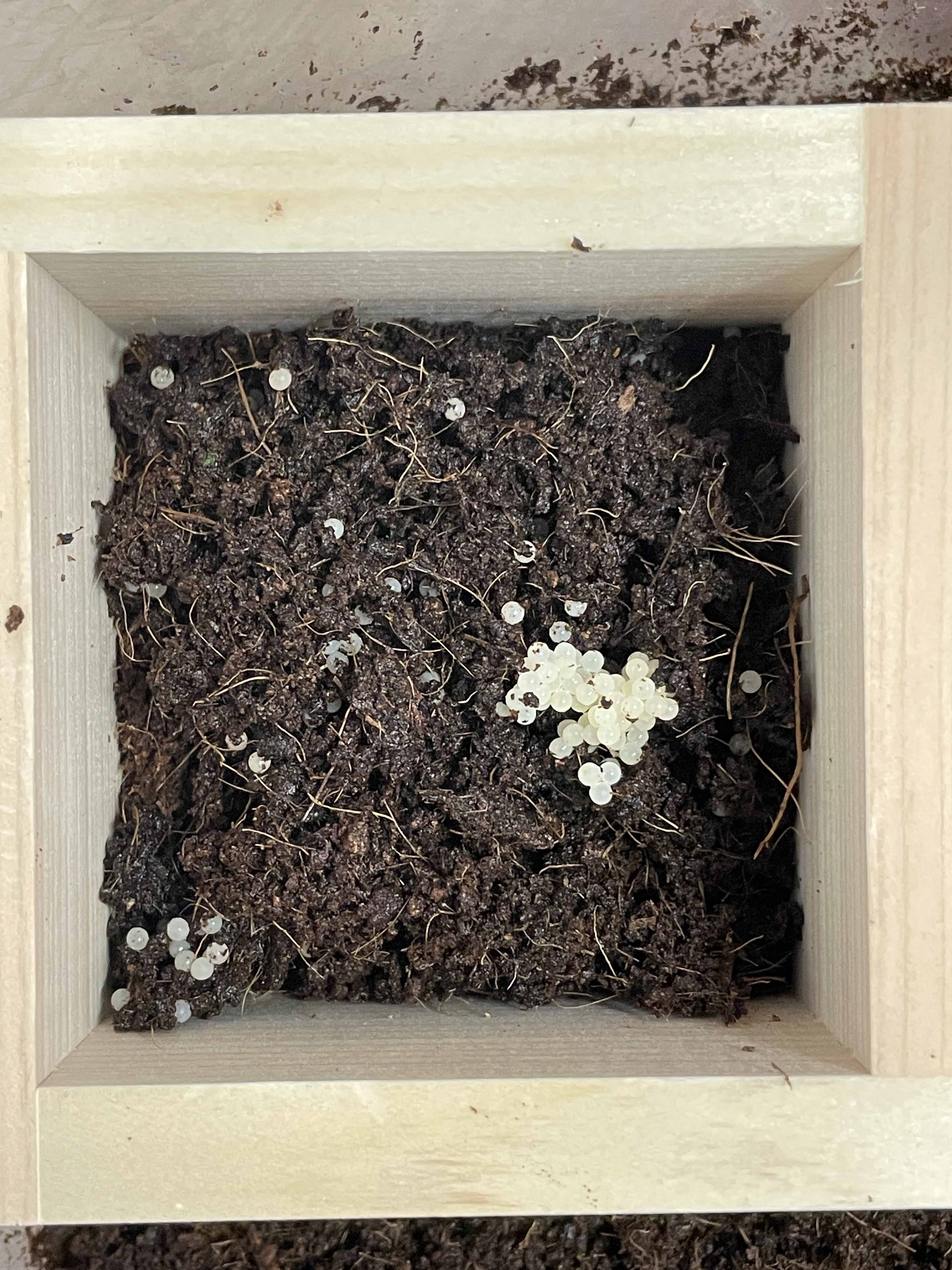 달팽이키우기-달팽이알관리