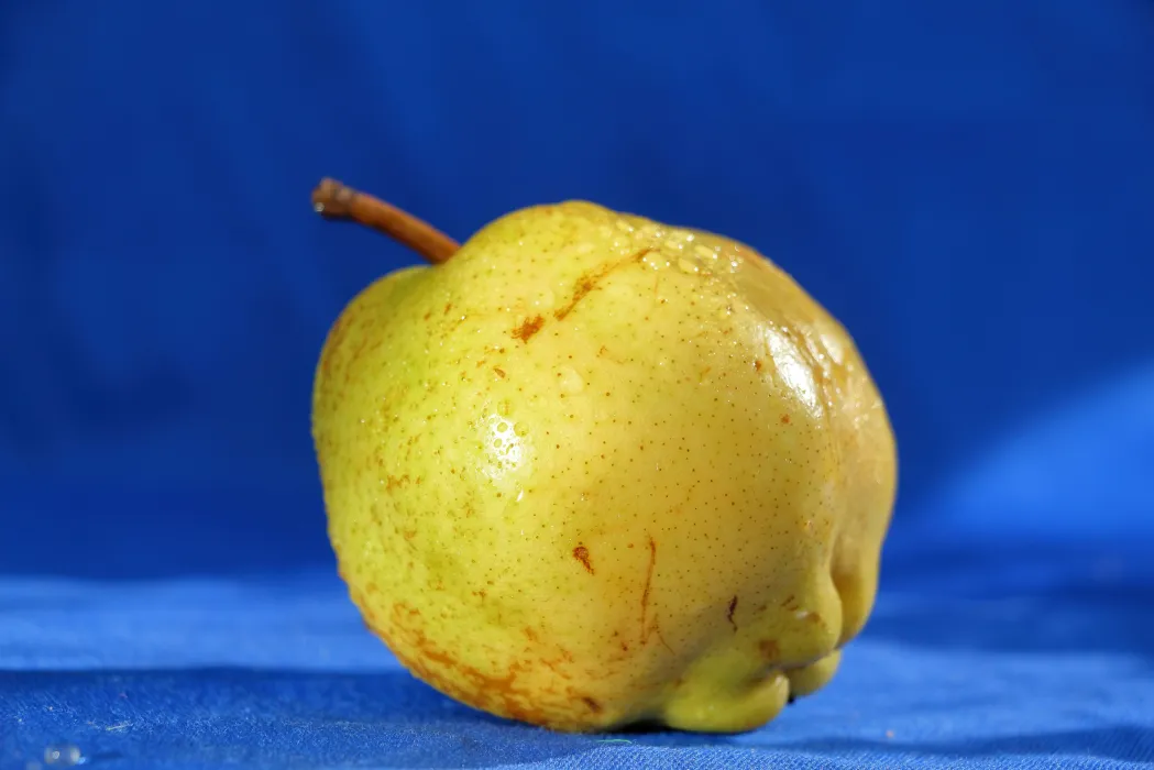 돌배주-담그기-효능-관련-사진