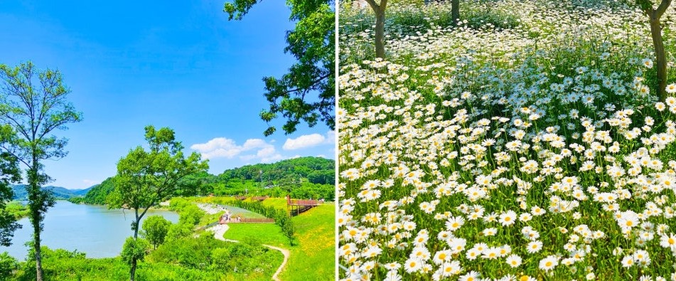 함안 악양생태공원 양귀비꽃밭