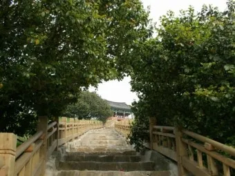 서천 마량리 동백나무 숲 개화 코스_16