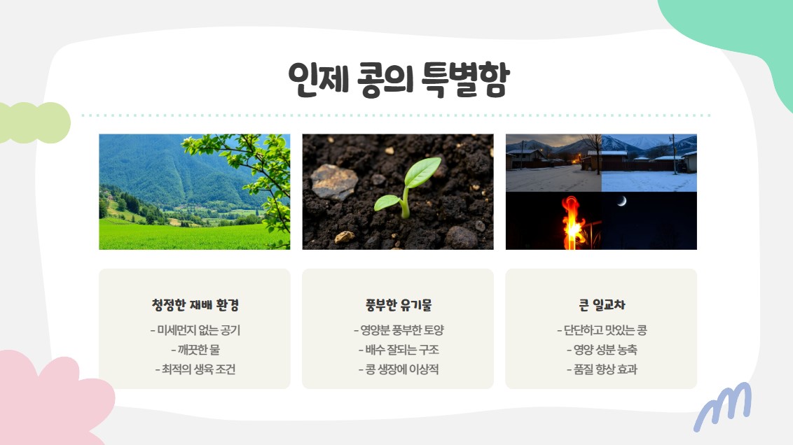 인제 콩의 특별함