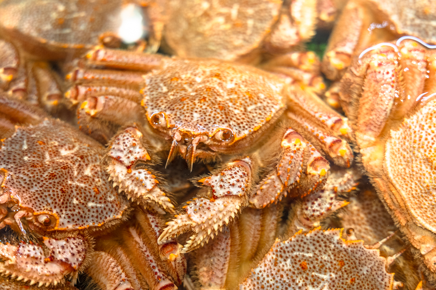 오타루 삼각시장 털게