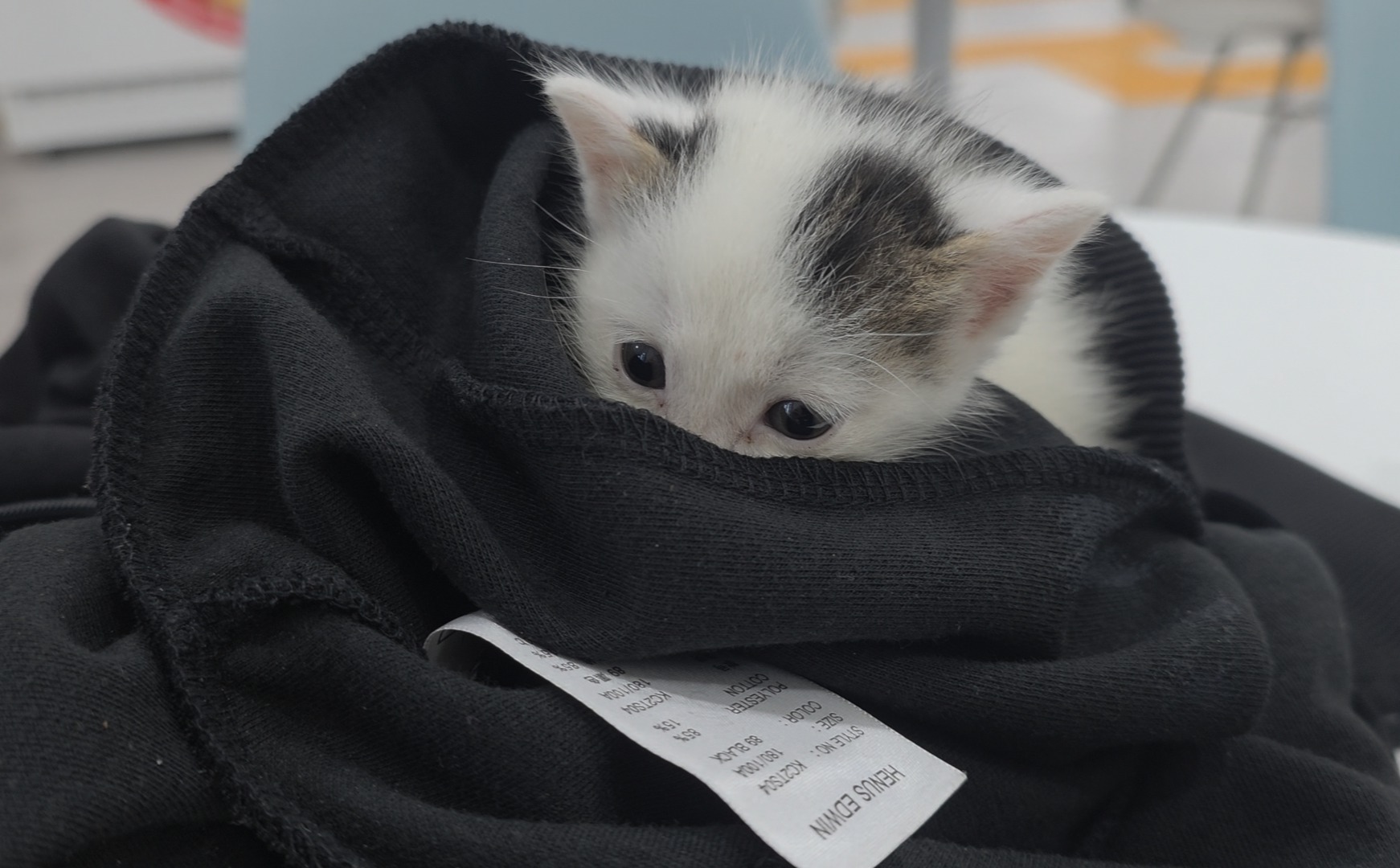 길고양이 구조 사진