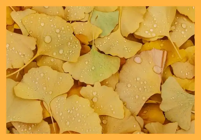 문광저수지 은행나무길