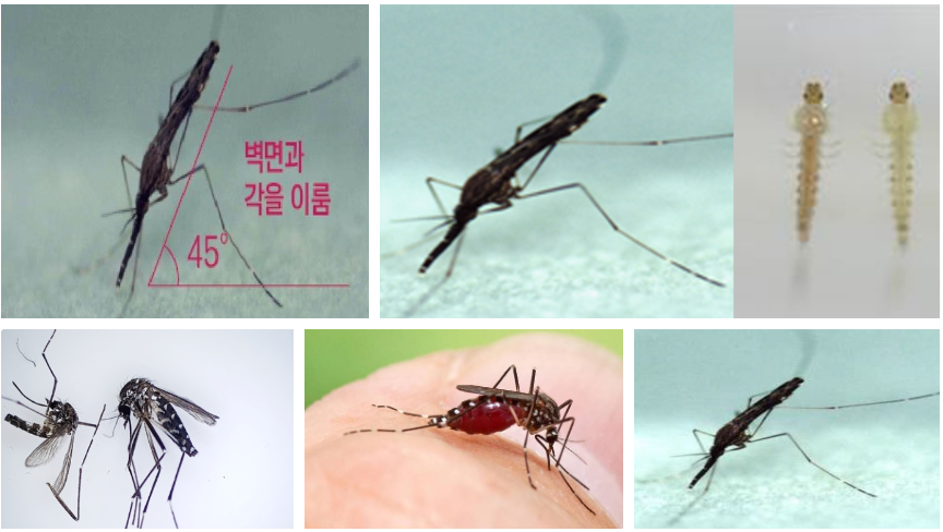 감염매체인 얼룩무늬날개모기