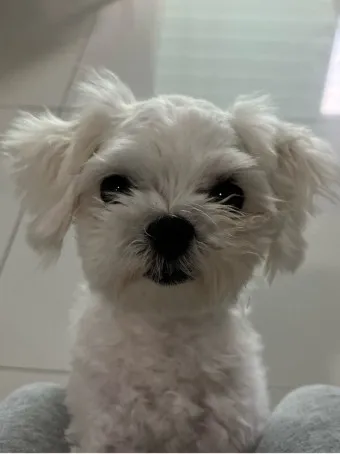 말티즈 성격 분양 가격 수명 장점 단점_20