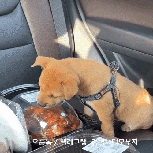 움짤