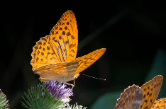 나비 꿈해몽 총정리 – 길몽과 흉몽