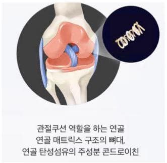 콘드로이친 1200mg 효능