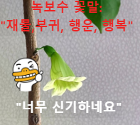 녹보수 꽃