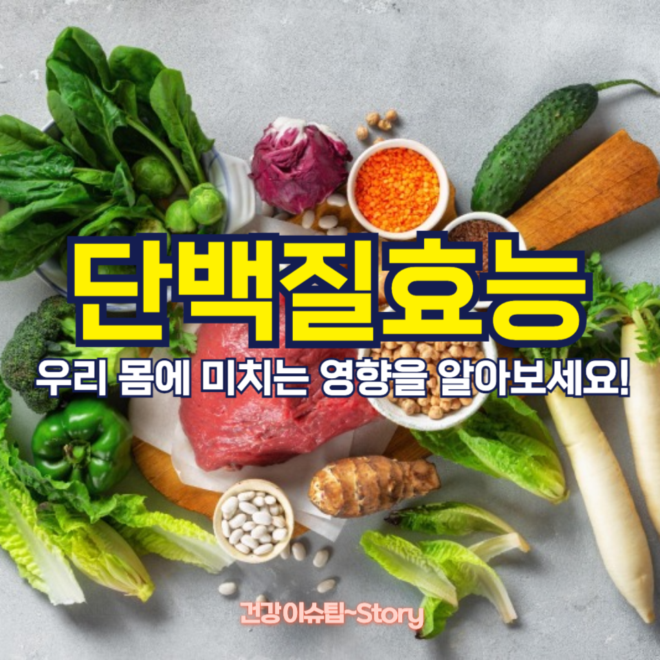 단백질, 근육 형성만?