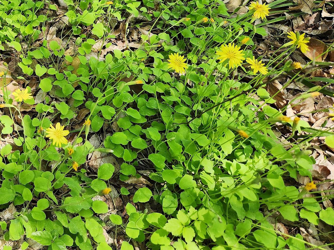 좀씀바귀(둥근잎씀바귀)