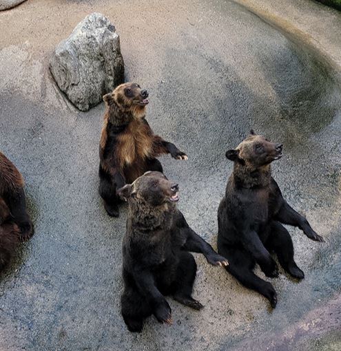 세종 베어트리파크 후기