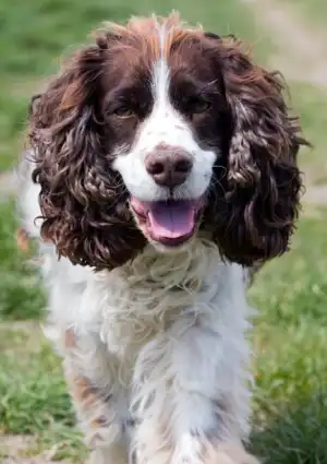 잉글리시 스프링거 스패니얼