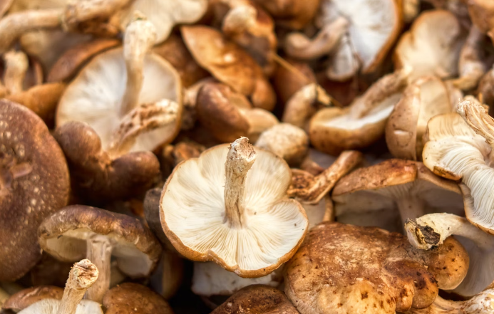 표고 버섯 효능 : 항암 효과