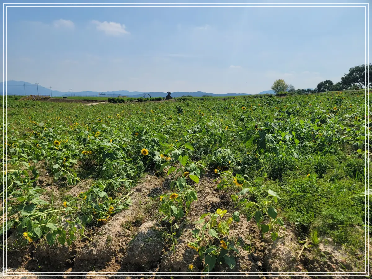 호로고루-가뭄-태풍-해바라기
