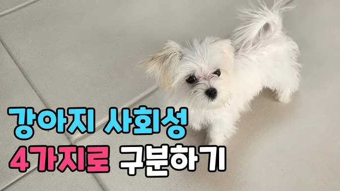 강아지가 다른 강아지 싫어하는 원인과 해결법_7