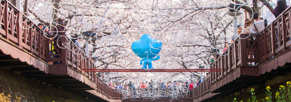 진해 벚꽃축제 기간