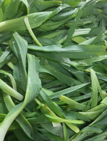 원추리나물을 세척한 모습