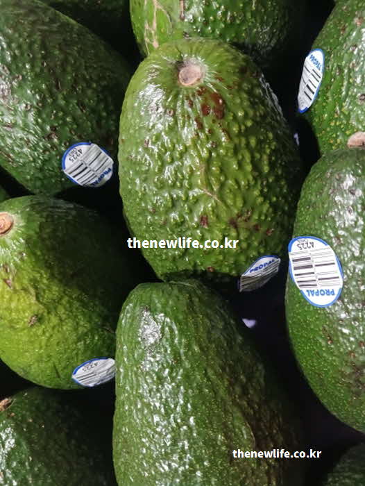 아보카도 효능 성질 제철
