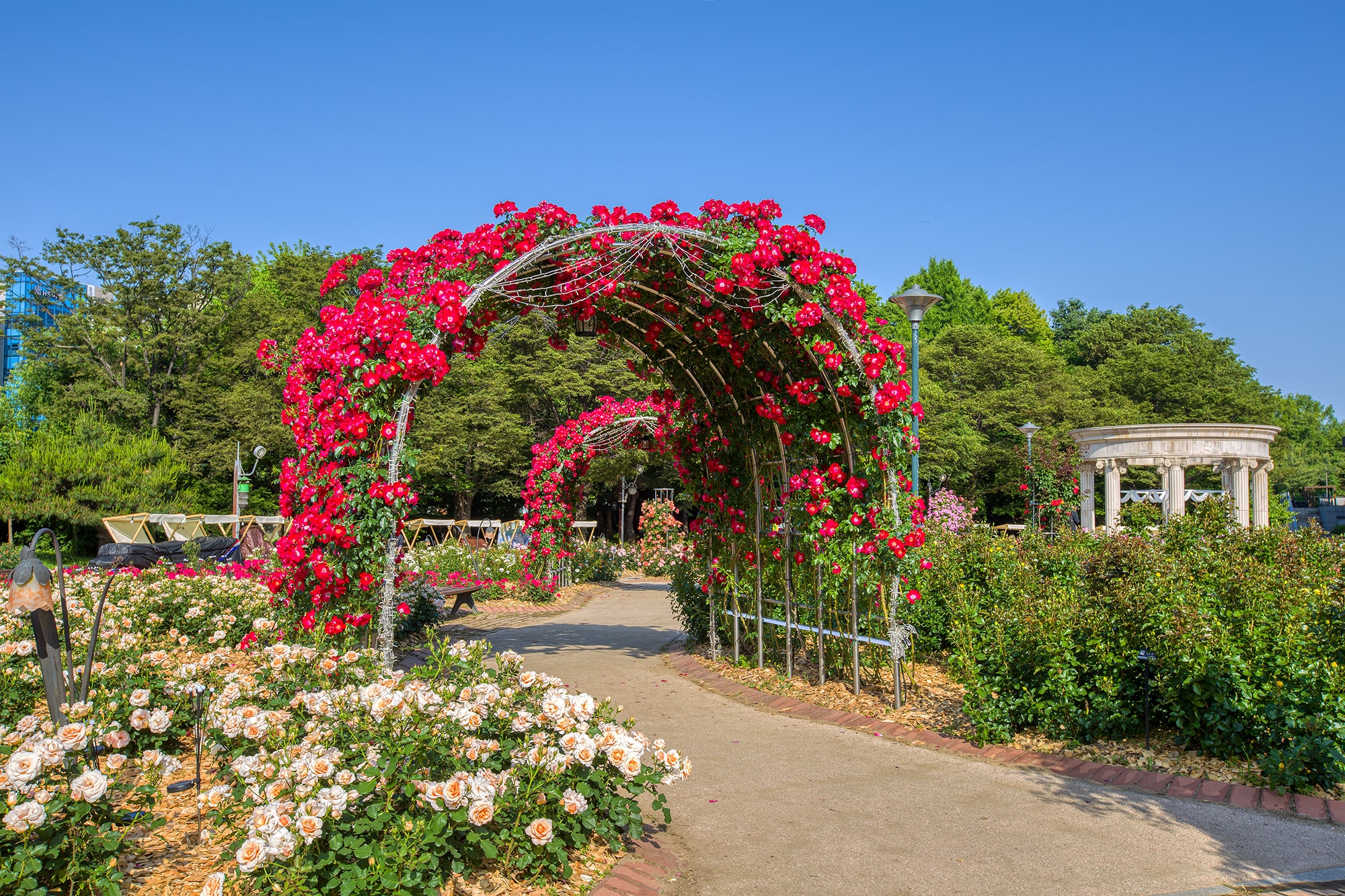 올림픽공원 장미축제 - 13