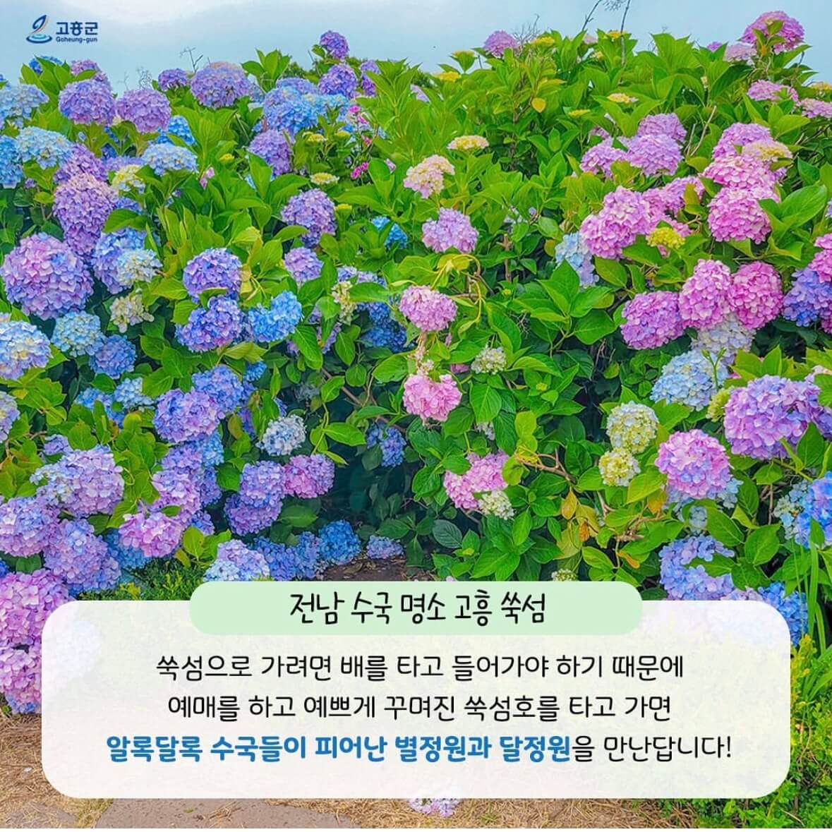 쑥섬 수국축제