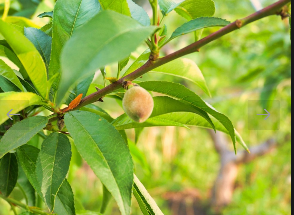 생방송투데이 복숭아