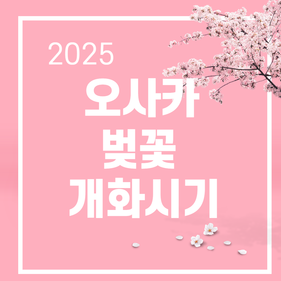 오사카 벚꽃