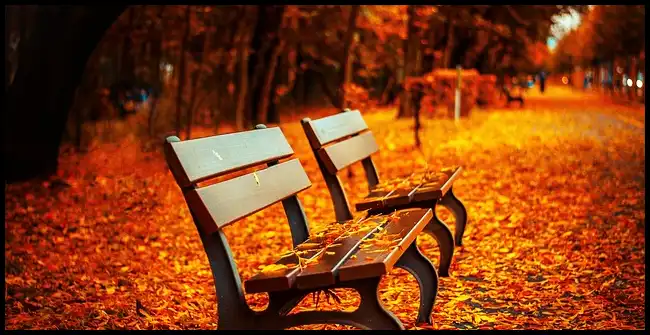 2024년 내장산 단풍절정시기