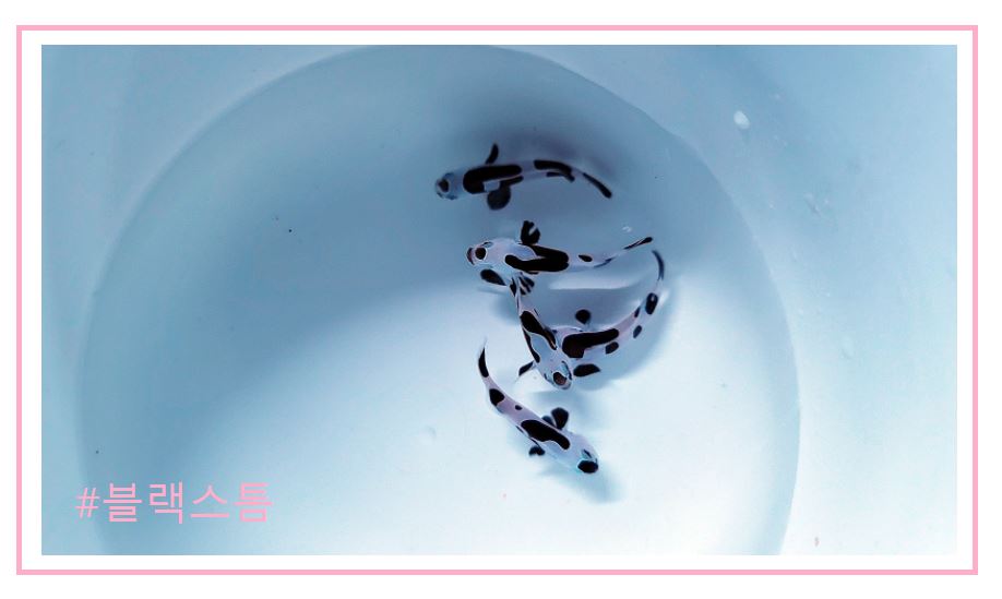 스페셜 퍼큘라크라운 분양가격과 종류