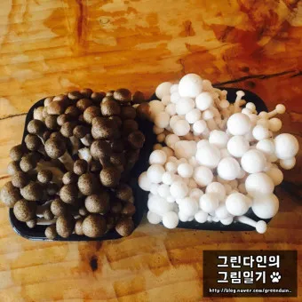 만가닥버섯 효능_18