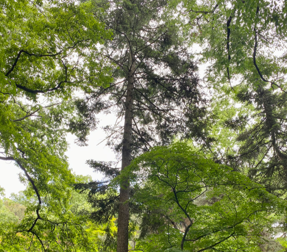 청와대 관람 신청