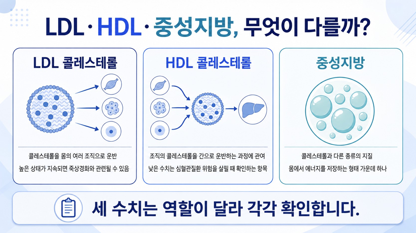 고지혈증 검사에서 확인하는 LDL 콜레스테롤 HDL 콜레스테롤 중성지방의 차이