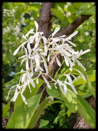 이팝&middot;조팝나무: 봄마다 느껴보는 이팝&middot;조팝나무 궁금증