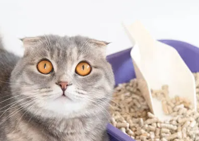 고양이 설사 원인, 대처법