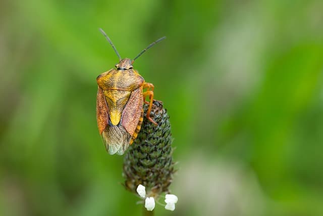 처서 날벌레 퇴치법 정리!