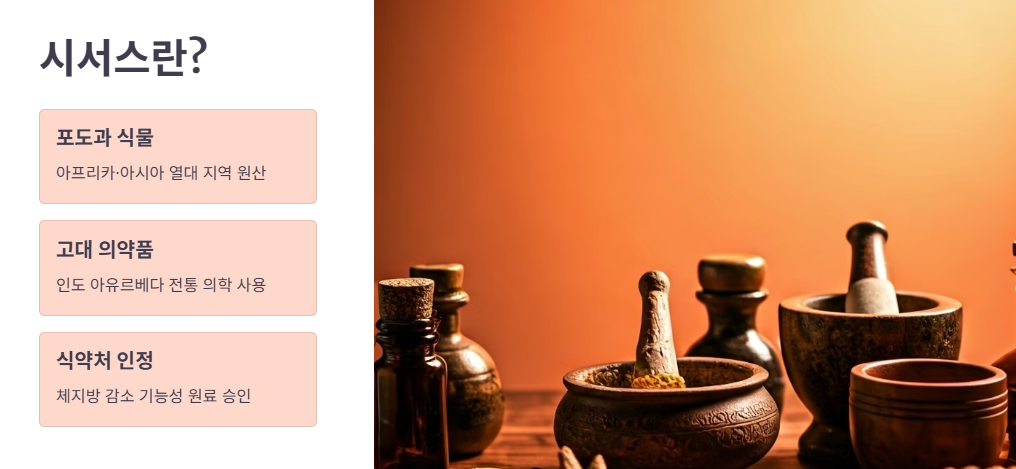 시서스란 무엇이며, 다이어트에 왜 효과적인가?