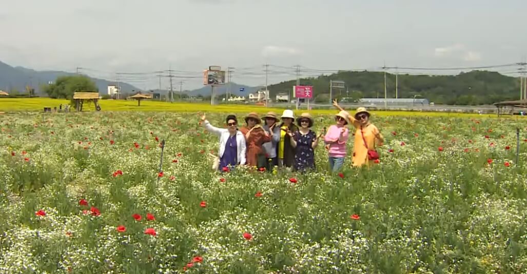 가을철 국내 꽃 축제 현장